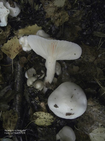 hygrophorus_hedrichii1.jpg - Hodňov-Horní Planá