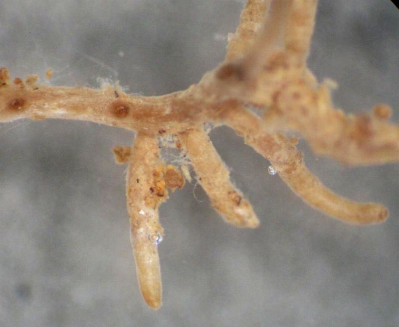 mykorhiza1